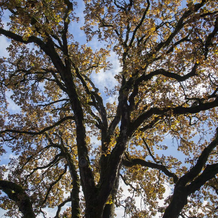 Picture of tree from underneath looking at a blue sky through the leaves