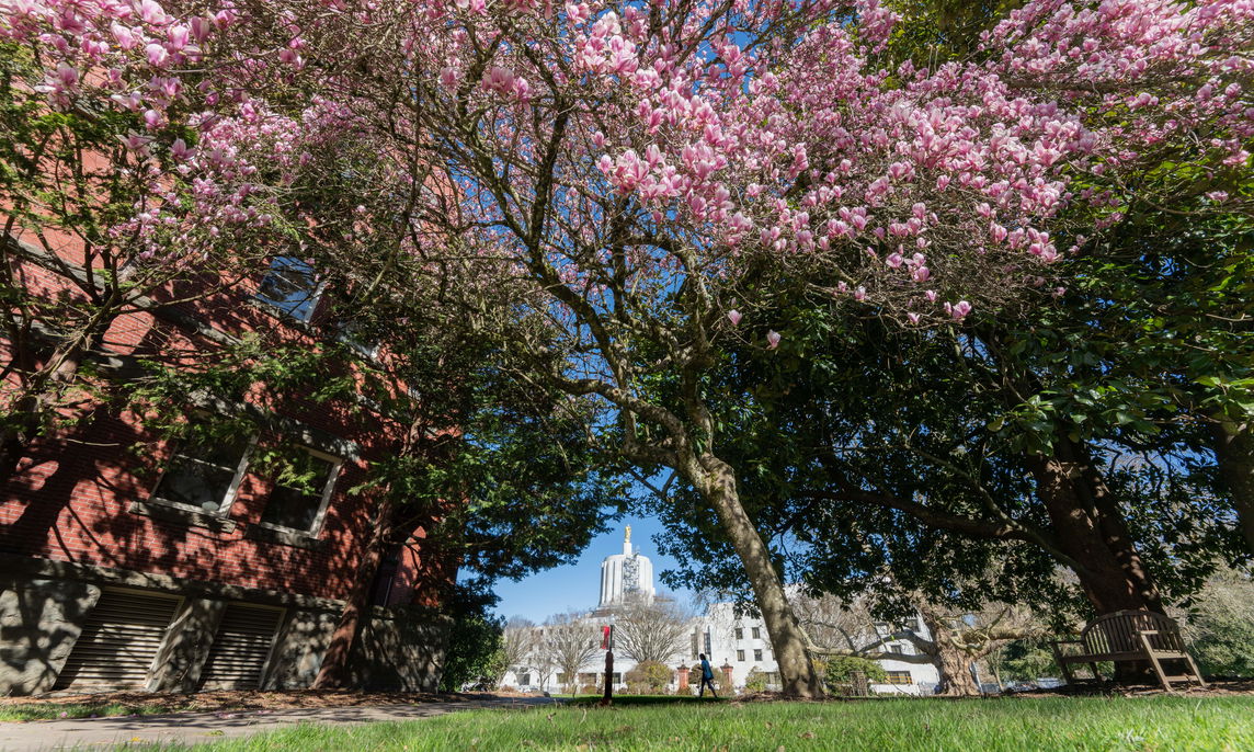 Oregon State Capitol through spring blossoms at Willamette University in Salem, Oregon.