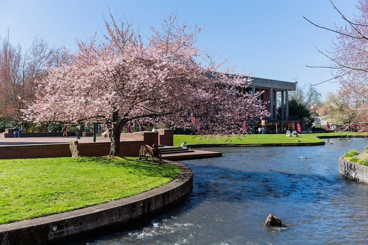 A cherry tree and a stream on Willamette's Salem campus