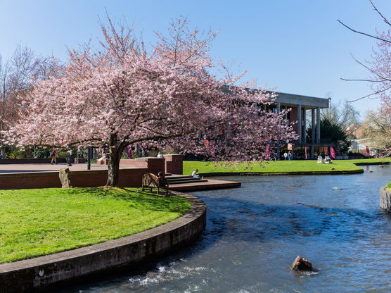 Cherry blossom trees around Mill Stream on Willamette's Salem campus.