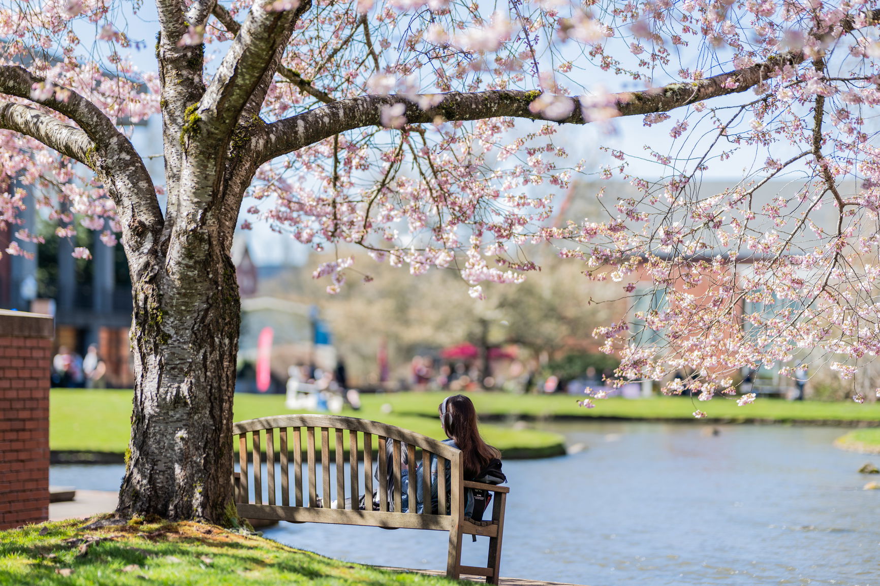 A student sitting on a bench under a cherry blossom tree