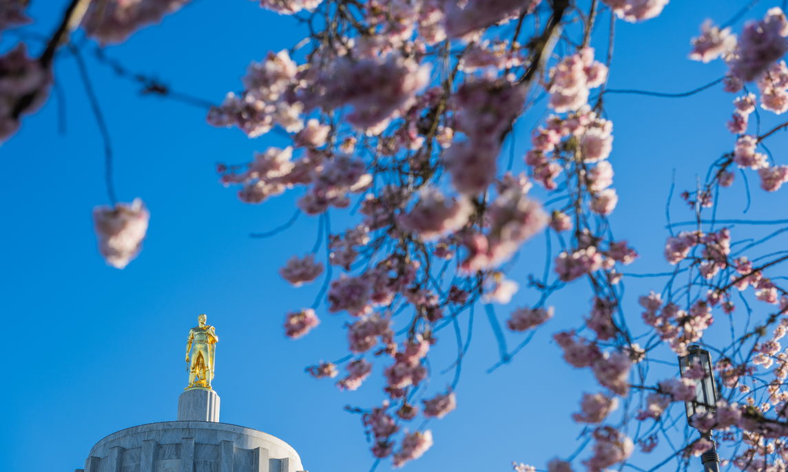 Oregon State Capitol Rotunda through Willamette University's cherry blossoms. 