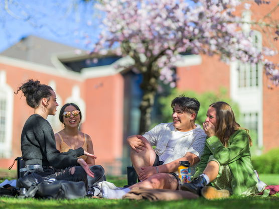 four people sit under cherry blossom tree having a fun conversation