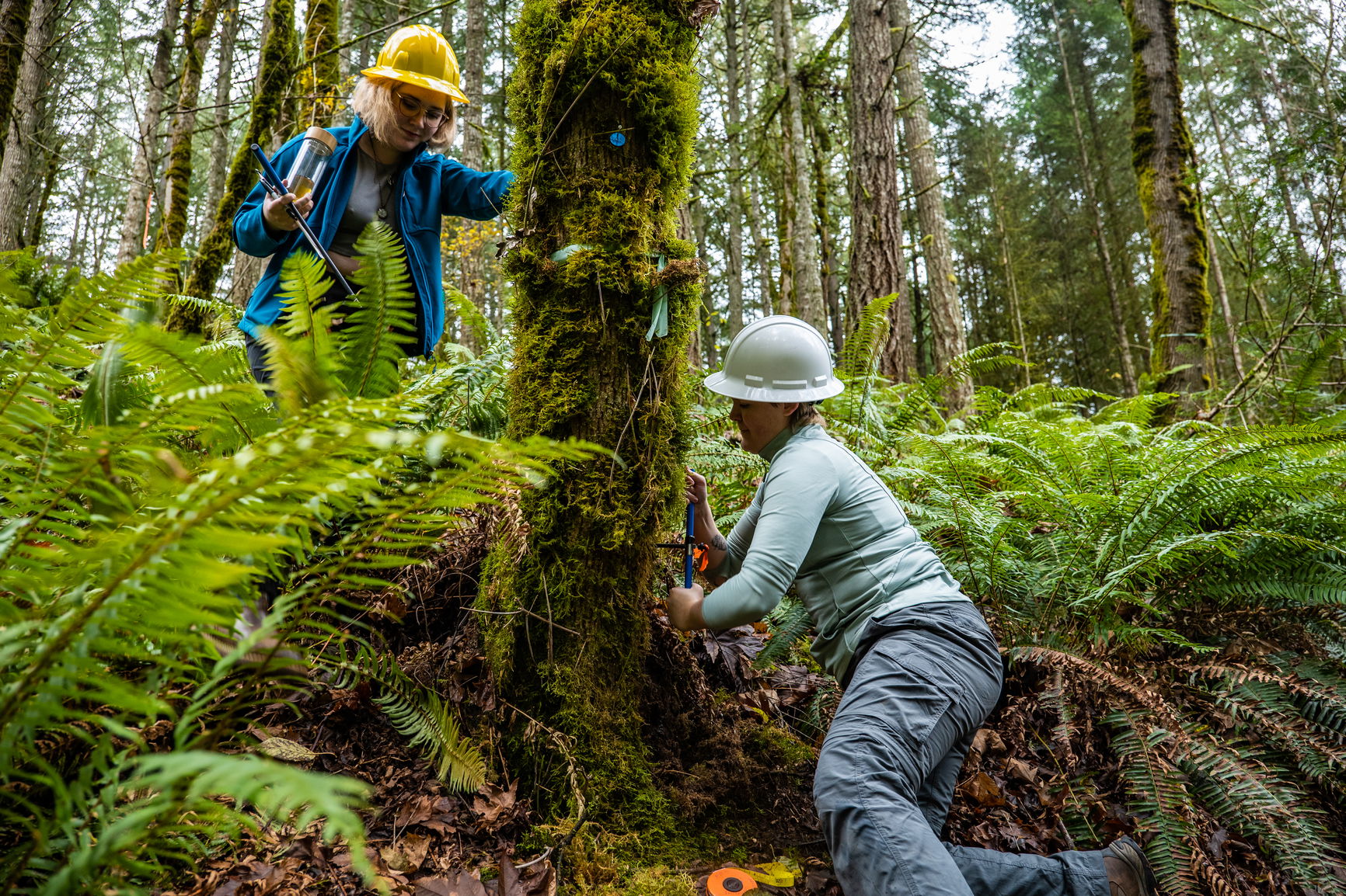 Two students researching a tree in the forest.