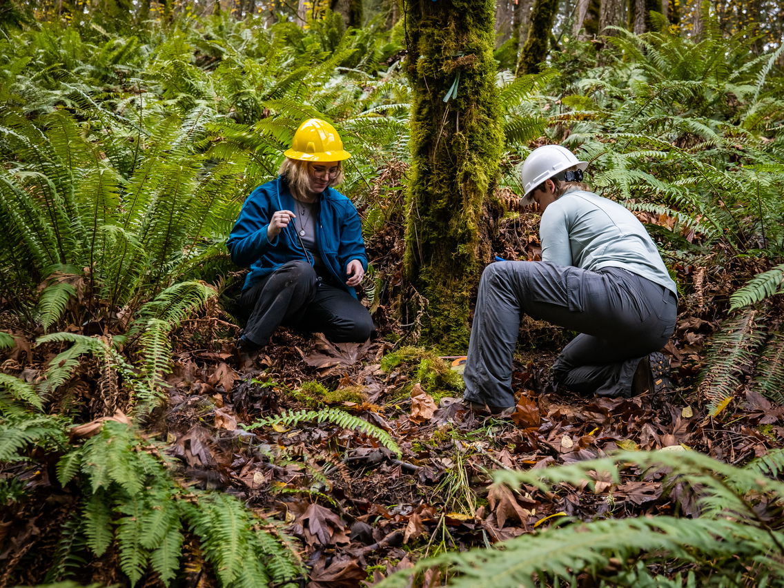 Two students working in yellow hard hats on a tree in Zena Forest. 